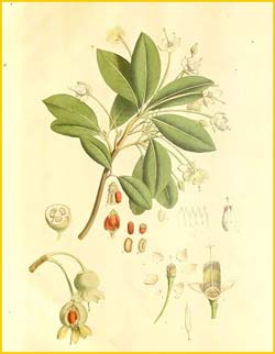     ( Anneslea fragrans ) Plantae Asiaticae Rariores