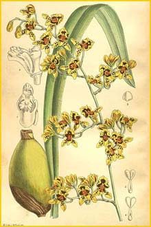   ( Cyrtochilum densiflorum ) Curtis's Botanical Magazine 1905