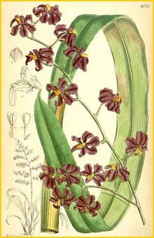   ( Cyrtochilum edwardii ) Curtis's Botanical Magazine 1884