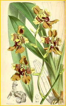  ( Cyrtochilum halteratum ) Curtis's Botanical Magazine 1872