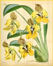   ( Cyrtochilum macranthum ) Curtis's Botanical Magazine 1868