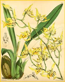   ( Cyrtochilum pardinum ) Curtis's Botanical Magazine 1872