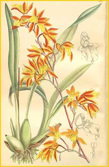   ( Cyrtochilum retusum ) Curtis's Botanical Magazine 1897