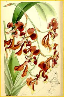   ( Cyrtochilum serratum ) Curtis's Botanical Magazine 1867