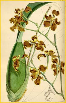   ( Cyrtochilum xanthodon ) Curtis's Botanical Magazine 1869