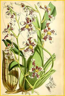   ( Cyrtochilum zebrinum ) Curtis's Botanical Magazine 1874