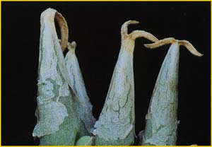   ( Mitrophyllum affine )
