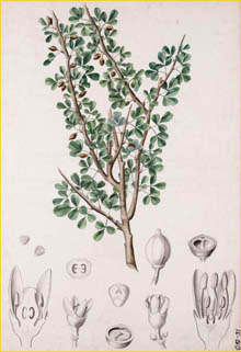   ( Balsamodendron ehrenbergianum ) Petronella J.M. Pas