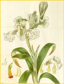   ( Chloraea bletioides ) Curtis's Botanical Magazine  1829