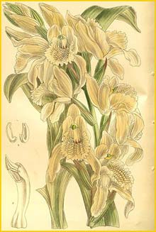   ( Chloraea crispa ) Curtis's Botanical Magazine  1904