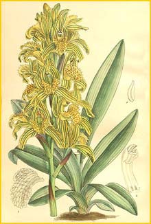   ( Chloraea piquichen ) Curtis's Botanical Magazine  1906