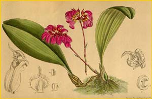    ( Cirrhopetalum concinnum purpurea ) Curtis's Botanical Magazine 