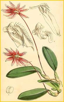   ( Cirrhopetalum cumingii ) Curtis's Botanical Magazine 