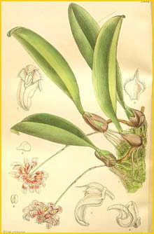   ( Cirrhopetalum curtisii ) Curtis's Botanical Magazine 