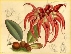   ( Cirrhopetalum fletcherianum ) Curtis's Botanical Magazine 