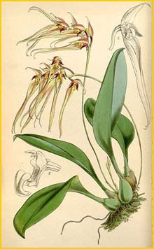   ( Cirrhopetalum macraei ) Curtis's Botanical Magazine 
