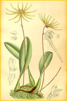   ( Cirrhopetalum makoyanum ) Curtis's Botanical Magazine 