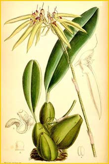   ( Cirrhopetalum picturatum ) Curtis's Botanical Magazine 