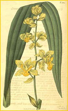  ( Cyrtopodium glutiniferum ) Curtis's Botanical Magazine 