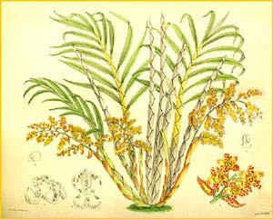   ( Cyrtopodium palmifrons ) Curtis's Botanical Magazine 1901