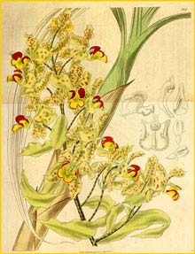   ( Cyrtopodium punctatum ) Curtis's Botanical Magazine 1836