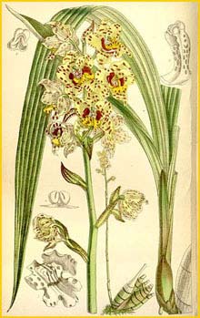  ( Cyrtopodium virescens ) Curtis's Botanical Magazine 1895