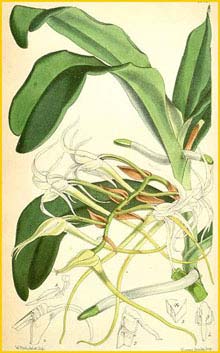  ( Cyrtorchis chailluana ) Curtis's Botanical Magazine 1866