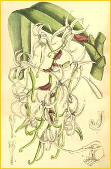   ( Cyrtorchis hamata ) Curtis's Botanical Magazine 1906