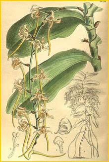    ( Cyrtorchis monteiroae ) Curtis's Botanical Magazine 1905