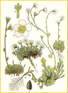   /  ( Saxifraga caespitosa / groenlandica ) Bilder ur Nordens Flora (1901-1905) by Carl Lindman