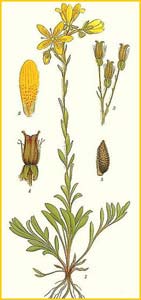   ( Saxifraga hirculus ) Bilder ur Nordens Flora (1901-1905) by Carl Lindman