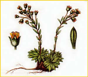  - ( Saxifraga luteo-viridis )    