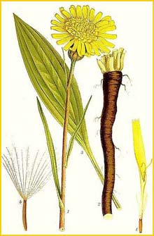   ( Scorzonera humilis ) Bilder ur Nordens Flora (1901-1905) by Carl Lindman