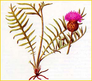   ( Serratula tanaitica )    