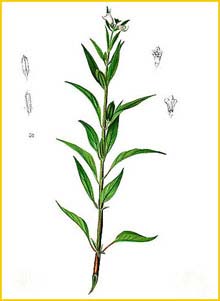   ( Sesamum indicum ) Flora de Filipinas 1880-1883 by Francisco Manuel Blanco