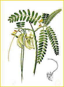   ( Sesbania grandiflora ) Flora de Filipinas 1880-1883 by Francisco Manuel Blanco