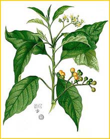   ( Solanum erianthemum ) Flora de Filipinas 1880-1883 by Francisco Manuel Blanco