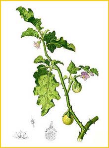   /  ( Solanum incanum / Solanum coagulans ) Flora de Filipinas 1880-1883 by Francisco Manuel Blanco 