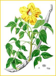   ( Spathodea luzonica ) Flora de Filipinas 1880-1883 by Francisco Manuel Blanco