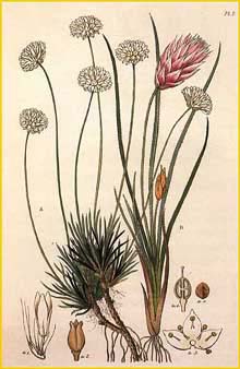   ( Johnsonia hirta ) Edward's Botanical Register (1839)