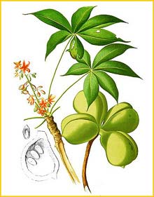   ( Sterculia foetida ) Flora de Filipinas 1880-1883 by Francisco Manuel Blanco