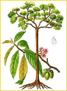   /  ( Sterculia lanceolata ) Flora de Filipinas 1880-1883 by Francisco Manuel Blanco