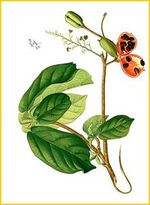   ( Sterculia stipularis ) Flora de Filipinas 1880-1883 by Francisco Manuel Blanco