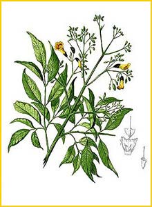   ( Stereospermum chelonoides ) Flora de Filipinas 1880-1883 by Francisco Manuel Blanco