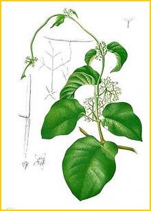   /   ( Periploca calumpitensis / Streptocaulon baumii ) Flora de Filipinas 1880-1883 by Francisco Manuel Blanco 