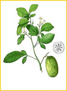  /   ( Aegle decandra / Swinglea glutinosa ) Flora de Filipinas 1880-1883 by Francisco Manuel Blanco 