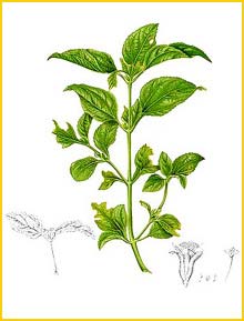  /   ( Verbesina / Synedrella nodiflora ) Flora de Filipinas 1880-1883 by Francisco Manuel Blanco