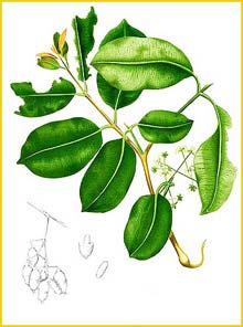   ( Syzygium jambolana / cumini ) Flora de Filipinas 1880-1883 by Francisco Manuel Blanco
