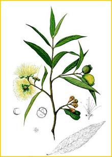   ( Syzygium jambos ) Flora de Filipinas 1880-1883 by Francisco Manuel Blanco