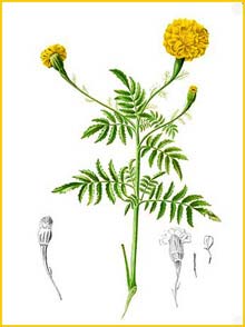  ( agetes erecta ) Flora de Filipinas 1880-1883 by Francisco Manuel Blanco